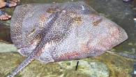 The Fine-spotted Leopard Whipray, Himantura tutul (© IRD / Philippe Borsa)