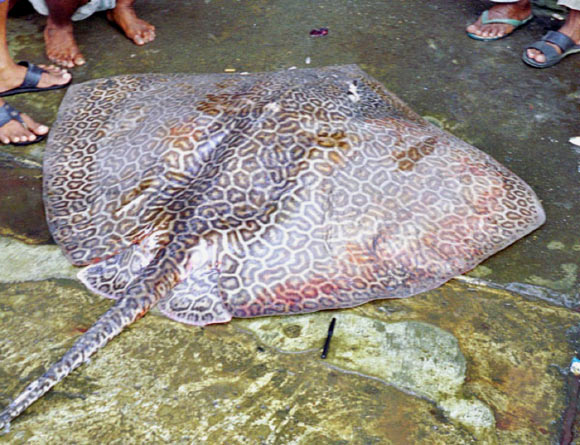 The Fine-spotted Leopard Whipray, Himantura tutul (© IRD / Philippe Borsa)