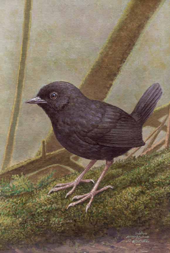 This is an artist’s rendering of the Junin Tapaculo, Scytalopus gettyae (The University of Kansas / KU News Service)