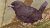 This is an artist’s rendering of the Junin Tapaculo, Scytalopus gettyae (The University of Kansas / KU News Service)
