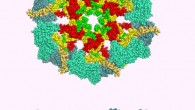 Rendition of CaMKII in the closed conformation (Curtis Neveu / CC BY-SA 3.0)