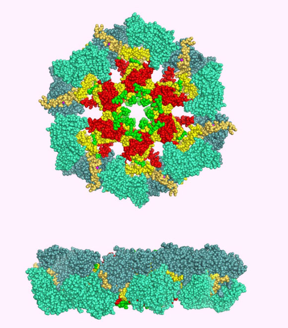 Rendition of CaMKII in the closed conformation (Curtis Neveu / CC BY-SA 3.0) 