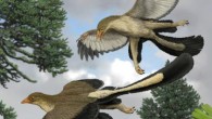 Archaeopteryx lithographica, one of the earliest known birds (Carl Buell / Nicholas Longrich).