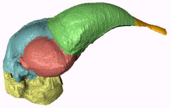 The brain cast of Archaeopteryx lithographica partitioned into neuroanatomical regions: brain stem - yellow, cerebellum - blue, optic lobes - red, cerebrum - green, and olfactory bulbs – orange (© AMNH / A. Balanoff).
