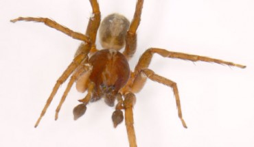 Ctenus monaghani, frontal view (© Peter Jäger / Senckenberg).
