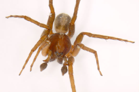 Ctenus monaghani, frontal view (© Peter Jäger / Senckenberg).
