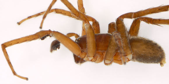 Ctenus monaghani, lateral view (© Peter Jäger / Senckenberg).