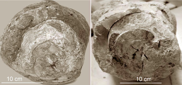 Modern ambergris, left, and ambergris fossil from Allerona, western Umbria, Italy (Angela Baldanza et al).