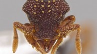 This photo shows the magnified monster-like face of the ant Eurhopalothrix zipacna, named after Zipacna, a vicious, crocodile-like demon of Mayan mythology (© John T. Longino / University of Utah).