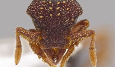 This photo shows the magnified monster-like face of the ant Eurhopalothrix zipacna, named after Zipacna, a vicious, crocodile-like demon of Mayan mythology (© John T. Longino / University of Utah).
