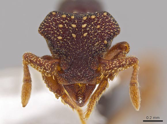 This photo shows the magnified monster-like face of the ant Eurhopalothrix zipacna, named after Zipacna, a vicious, crocodile-like demon of Mayan mythology (© John T. Longino / University of Utah).