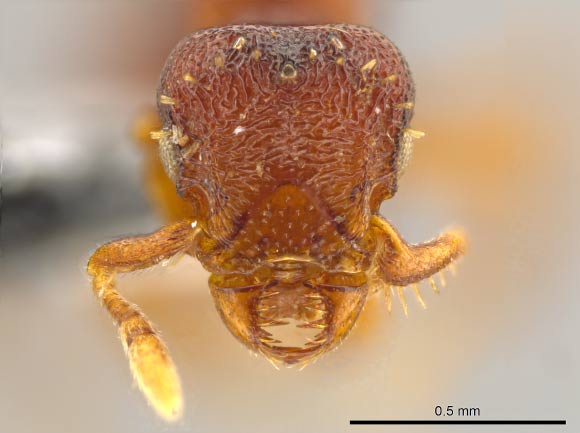 Note the sideways-moving jaws on the face of this queen of the ant species Octostruma convallis (© John T. Longino / University of Utah).