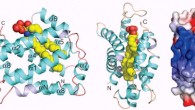 Left, center: structure of CPTP. Right: surface electrostatics of CPTP showing positive-, blue, and negative-, red, charged residues (Simanshu DK et al).