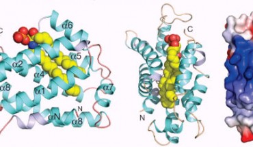 Left, center: structure of CPTP. Right: surface electrostatics of CPTP showing positive-, blue, and negative-, red, charged residues (Simanshu DK et al).
