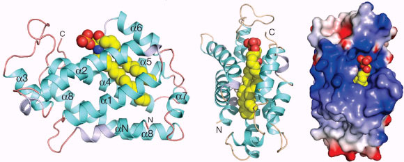 Left, center: structure of CPTP. Right: surface electrostatics of CPTP showing positive-, blue, and negative-, red, charged residues (Simanshu DK et al).
