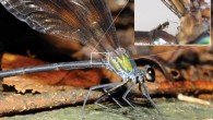 Hydrophylita emporos riding on the abdomen of the damselfly Psolodesmus mandarinus mandarinus (Shih YT et al)