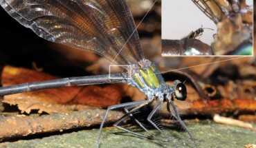 Hydrophylita emporos riding on the abdomen of the damselfly Psolodesmus mandarinus mandarinus (Shih YT et al)