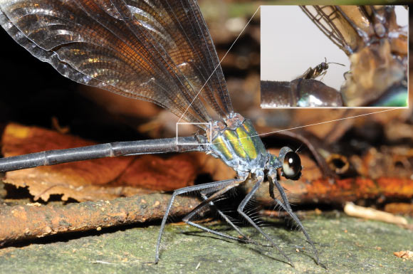 Hydrophylita emporos riding on the abdomen of the damselfly Psolodesmus mandarinus mandarinus (Shih YT et al)
