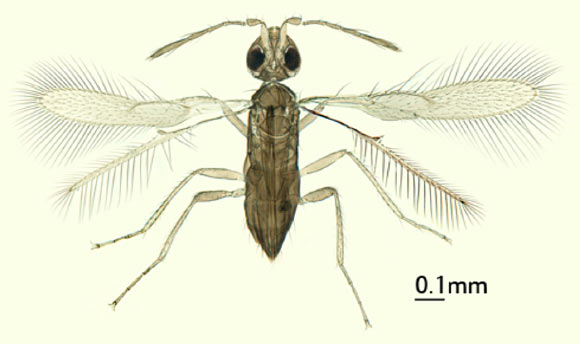 This is the newly discovered Hydrophylita emporos (Shih YT)