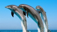 Bottlenose dolphins, Tursiops truncatus (Springfield College)
