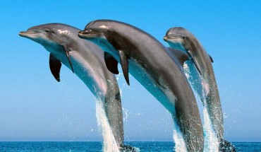 Bottlenose dolphins, Tursiops truncatus (Springfield College)