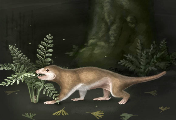 Life reconstruction of Megaconus mammaliaformis. It was a nocturnal animal, foraging mostly in the night (April Isch / Zhe-Xi Luo / University of Chicago).