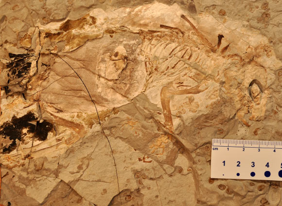 Megaconus mammaliaformis fossil. The preserved part of the skeleton, from head to rump, is about 8 inches (April Isch / Zhe-Xi Luo / University of Chicago).