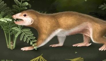 Life reconstruction of Megaconus mammaliaformis. It was a nocturnal animal, foraging mostly in the night (April Isch / Zhe-Xi Luo / University of Chicago).