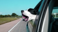 The new study suggests contagious yawning in dogs may be empathic. Image credit: John Syme, Davidson College.