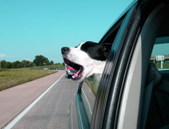 The new study suggests contagious yawning in dogs may be empathic. Image credit: John Syme, Davidson College.