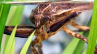 Lethocerus patruelis, the largest European true bug (Mario Langourov).