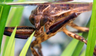 Lethocerus patruelis, the largest European true bug (Mario Langourov).