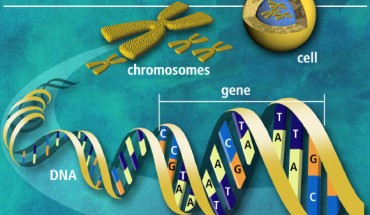 U.S. scientists say good state of mind affects your genes. Image credit: U.S. Department of Energy Human Genome Program.