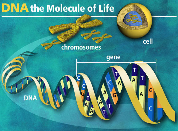 U.S. scientists say good state of mind affects your genes. Image credit: U.S. Department of Energy Human Genome Program.