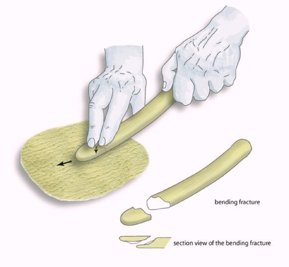 A reconstruction of how lissoirs, made of deer ribs, would have been used by Neanderthals to prepare hides (Abri Peyrony and Pech-de-l’Azé I Projects)