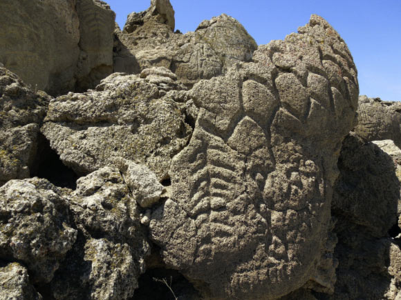 Tree form at the Winnemucca Lake petroglyph site. The tree form is 70 cm tall (Benson LV et al).