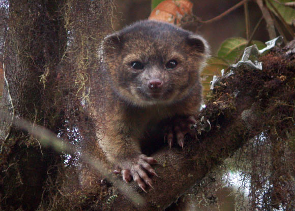 The Olinguito, Bassaricyon neblina, in the wild. Photo credit: Mark Gurney.
