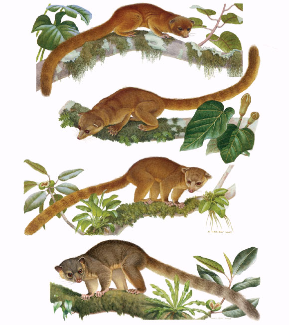 From top to bottom: the Olinguito, Bassaricyon neblina, and other species of olingos: B. medius, B. alleni and B. gabbii. Artwork: Nancy Halliday, via Helgen KM et al.