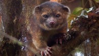 The Olinguito, Bassaricyon neblina, in the wild. Photo credit: Mark Gurney.