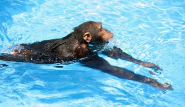 Cooper the chimp was raised by humans and had learned to swim (Renato Bender / Nicole Bender).