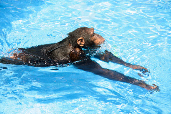 Cooper the chimp was raised by humans and had learned to swim (Renato Bender / Nicole Bender).