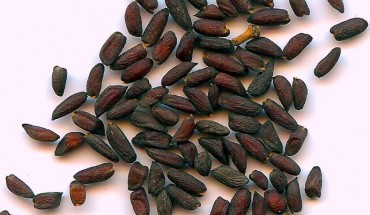 Garlic mustard seeds (Paul Henjum).