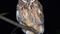 Night owls are persons who tend to stay up until late at night. Image credit: Artur Mikołajewski / CC BY-SA 3.0.
