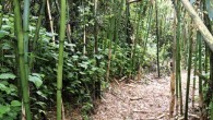 Oldeania alpina looks like a Phyllostachys species from China, but is very different under the ground and in its branching. It is found on mountains from Cameroon across to Ethiopia (© Chris Stapleton).