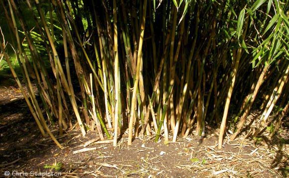 African bamboo Bergbambos tessellata (© Chris Stapleton).
