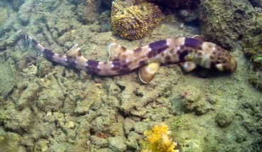 Bamboo shark Hemiscyllium halmahera (© Mark Erdmann).