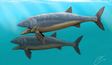 Leedsichtys problematicus (Dmitry Bogdanov / CC BY 3.0).