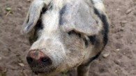 Around 4600 BC prehistoric Europeans acquired pigs whose coat might have looked similar to that of this modern-day Bentheimer pig (Graduate School Human Development in Landscapes).