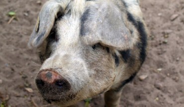 Around 4600 BC prehistoric Europeans acquired pigs whose coat might have looked similar to that of this modern-day Bentheimer pig (Graduate School Human Development in Landscapes).