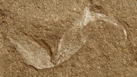 Sting of Gondwanascorpio emzantsiensis (RW Gess / University of the Witwatersrand).